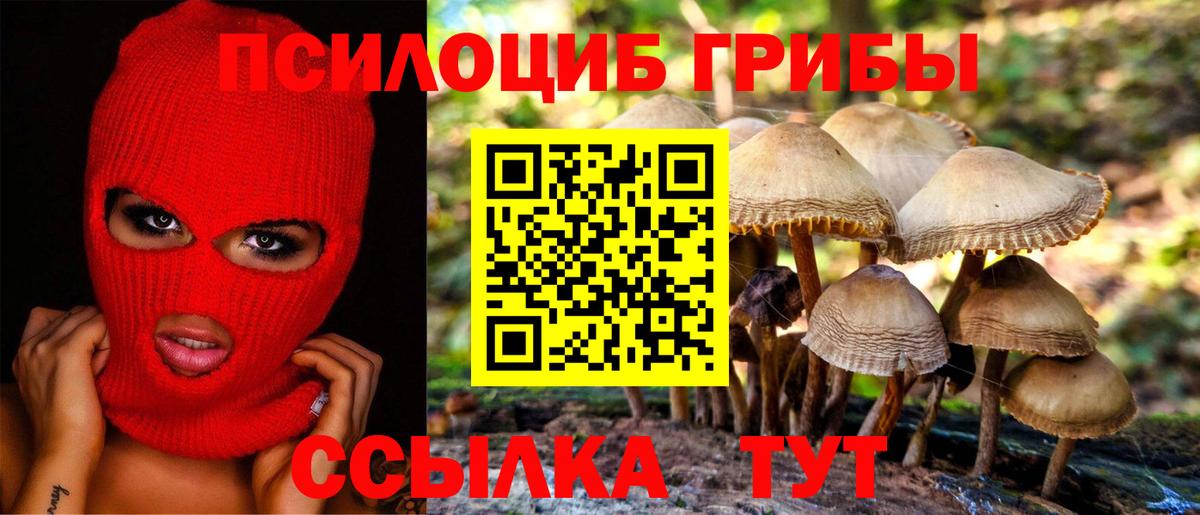 Галлюциногенные грибы Psilocybine cubensis Карасук